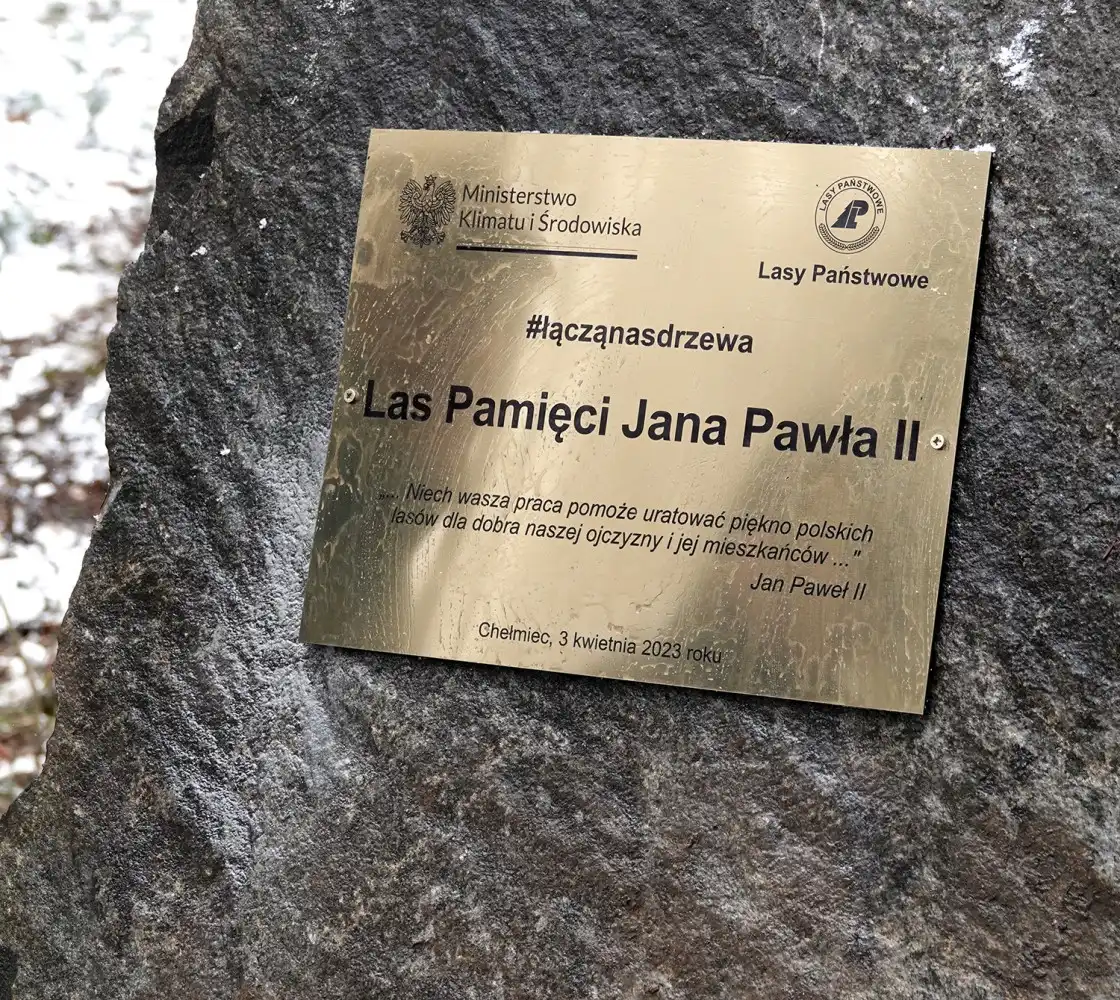 Jarząb brekinia wzbogacił las w Rdziostowie