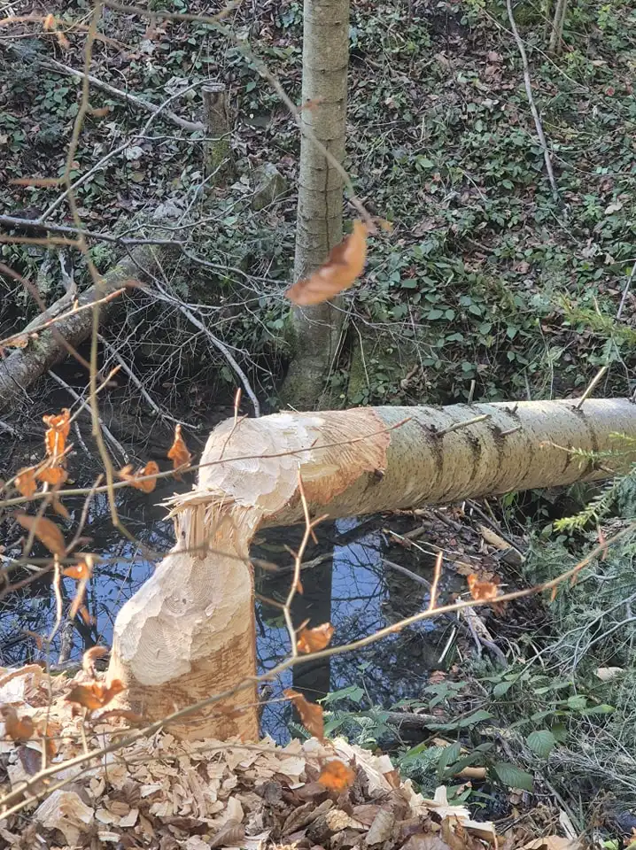 Bobry kontra linie energetyczne. Nietypowa interwencja OSP Obidza