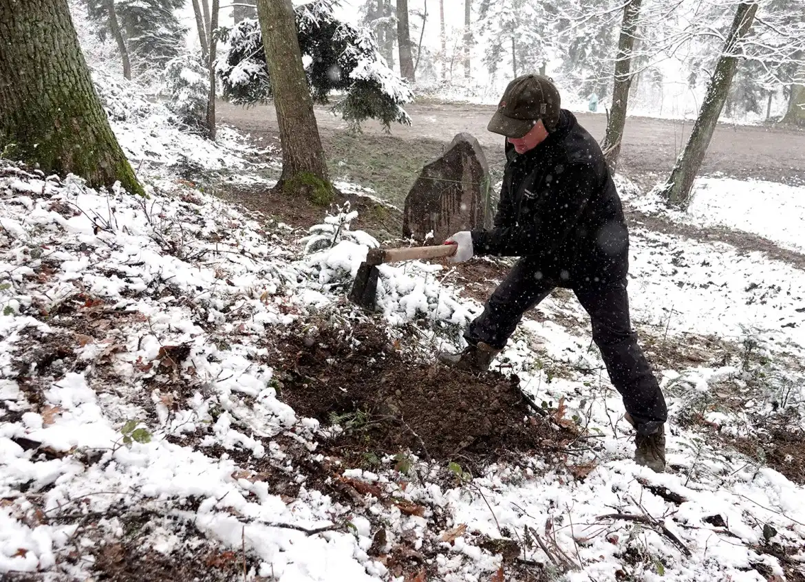 Jarząb brekinia wzbogacił las w Rdziostowie
