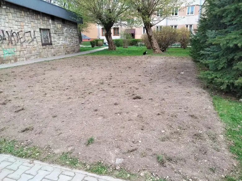 Nowy Sącz: Na Osiedlu Kochanowskiego powstała pierwsza łąka kwietna