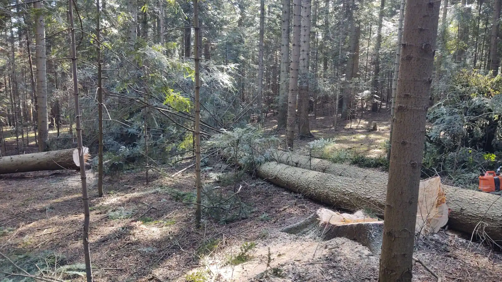 Stara Wieś: śmiertelny wypadek przy wycince drzew
