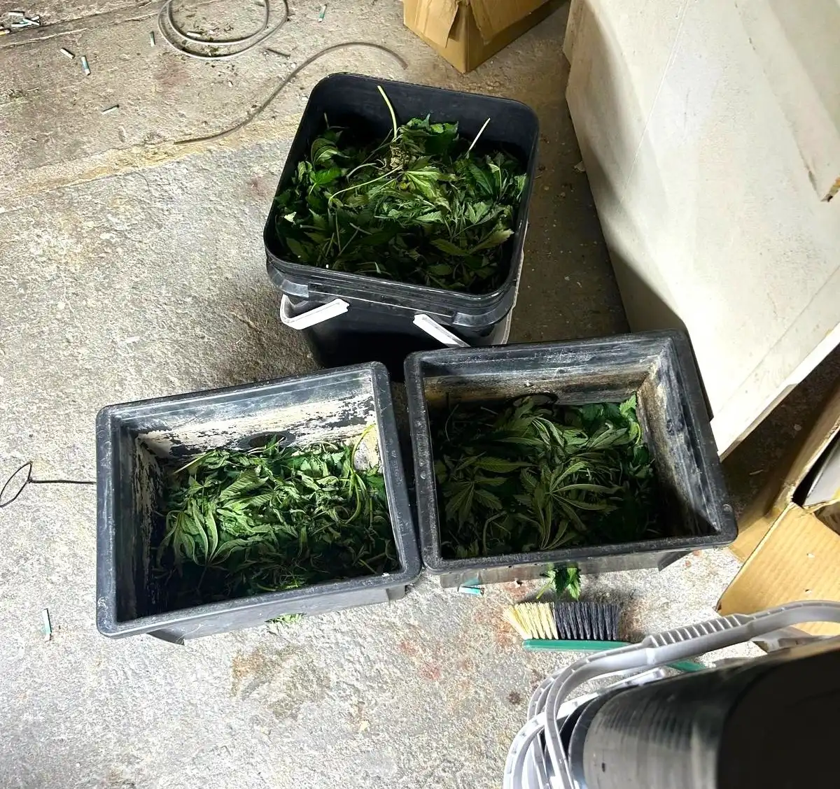 Śledczy z Nowego Sącza rozbili plantację konopi i wykryli nielegalny handel narkotykami