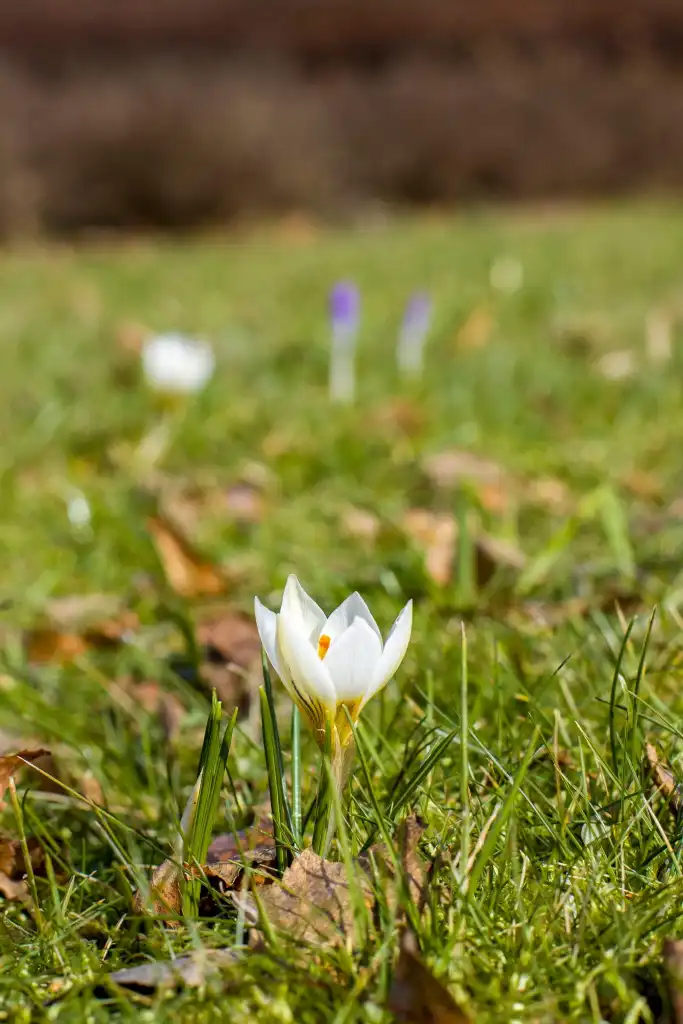 Krokusowy zawrót głowy w Muszynie