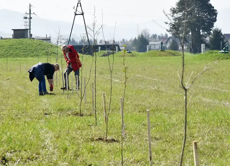 Park się rozrasta. 230 nowych drzewek przy obiektach Sądeckich Wodociągów