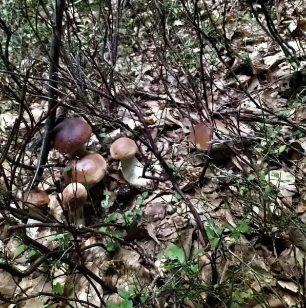 Bezpieczne grzybobranie. Policjanci radzą jak zadbać o swoje bezpieczeństwo w lesie