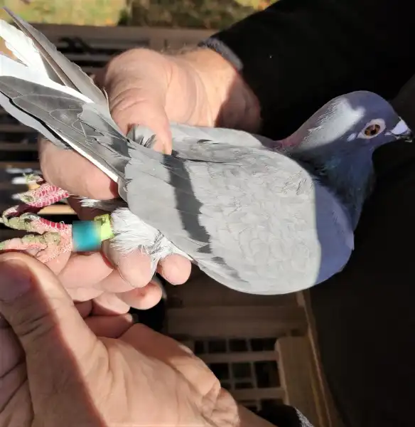 Nowy Sącz: ukradł ptaki warte kilkanaście tysięcy złotych