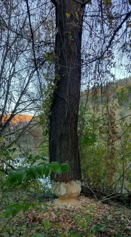 Bobry kontra strażacy. Nietypowa akcja ratownicza w Żegiestowie