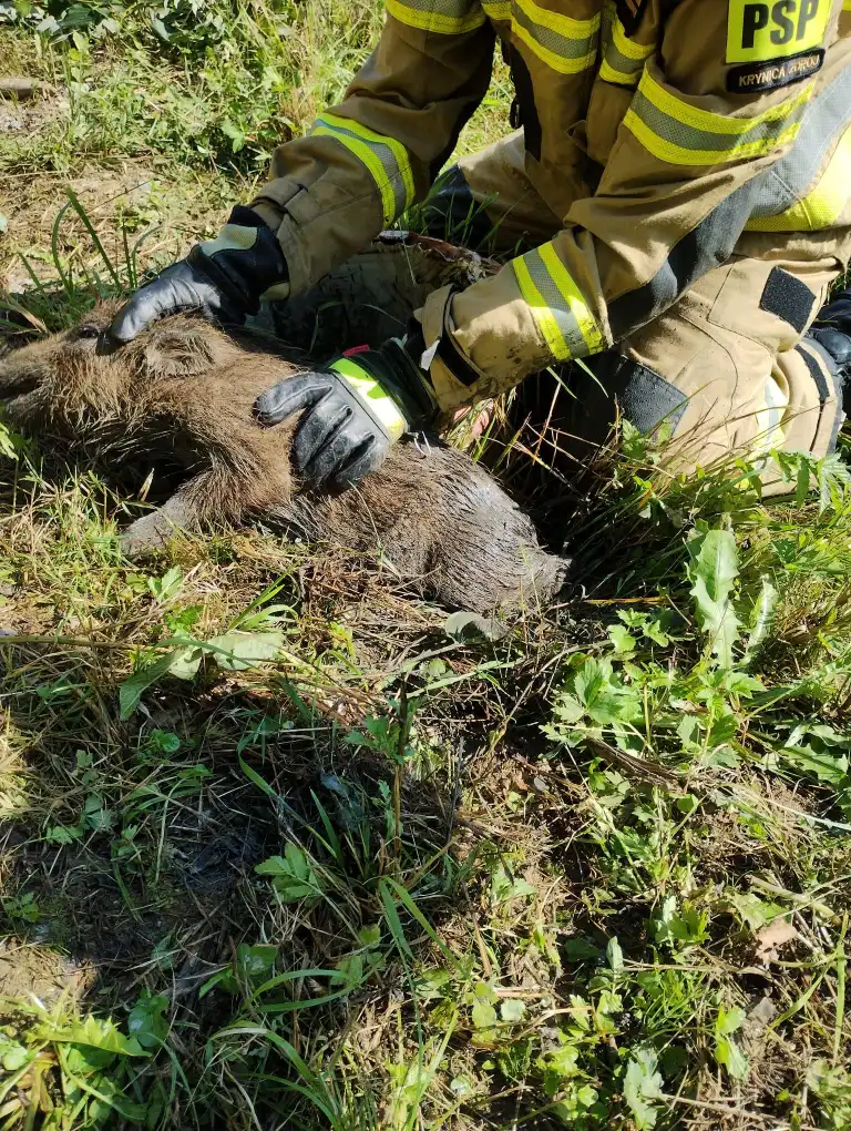 Niezwykła akcja ratunkowa w Krynicy